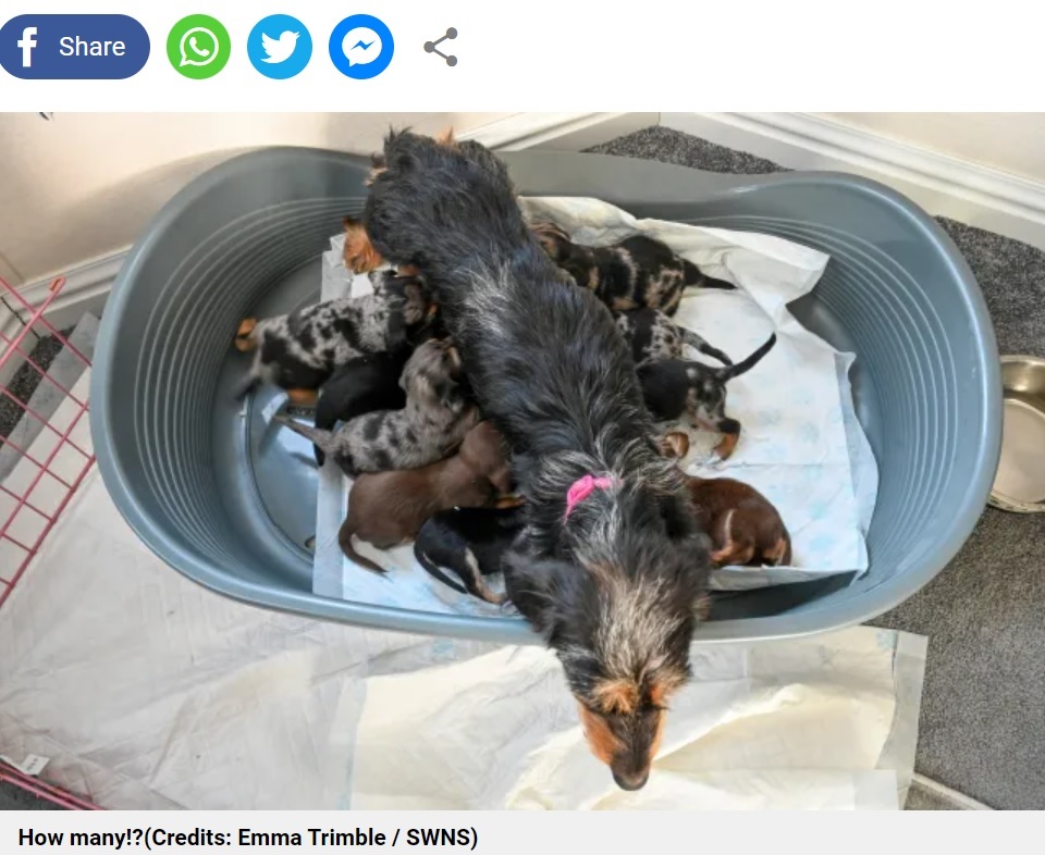 英レスターシャー州で2023年9月、ダックスフンドが自然分娩で11匹の子犬を産んだ。飼い主は「もしかして世界記録かも！」と大興奮していた（『Metro　「Sausage dog gives birth to record-breaking number of puppies」（Credits: Emma Trimble / SWNS）』より）