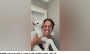 ヘルニアの手術を4月末に予定しているというスパイダー・ラムとナタリーさん。5本目の脚は歩くのに邪魔ではないため、そのまま残すそうだ（『Fox News　「Five-legged lamb gets second chance after Mississippi woman opens home and heart for rehabilitation」（Natalie Renot via Facebook）』より）