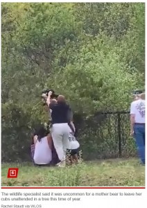 複数人で子グマを取り囲み、枝の上から無理やり捕獲しようとする様子。身勝手すぎる行動に、目撃者はショックを受けていた（『New York Post　「Group snatches bear cubs out of tree just to take selfies with them in disturbing clip」（Rachel Staudt via WLOS）』より）
