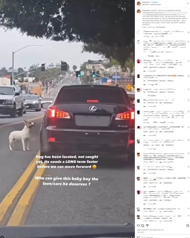 米カリフォルニア州南部ロングビーチで24日、ブルテリアのミックス犬が車の中から押し出されるようにして捨てられるのを、フードデリバリーの女性運転手が捉えていた（『briianna.kc　Instagram「PUPDATE : Chico is now established with the amazing@bellas.animal.rescue」』より）