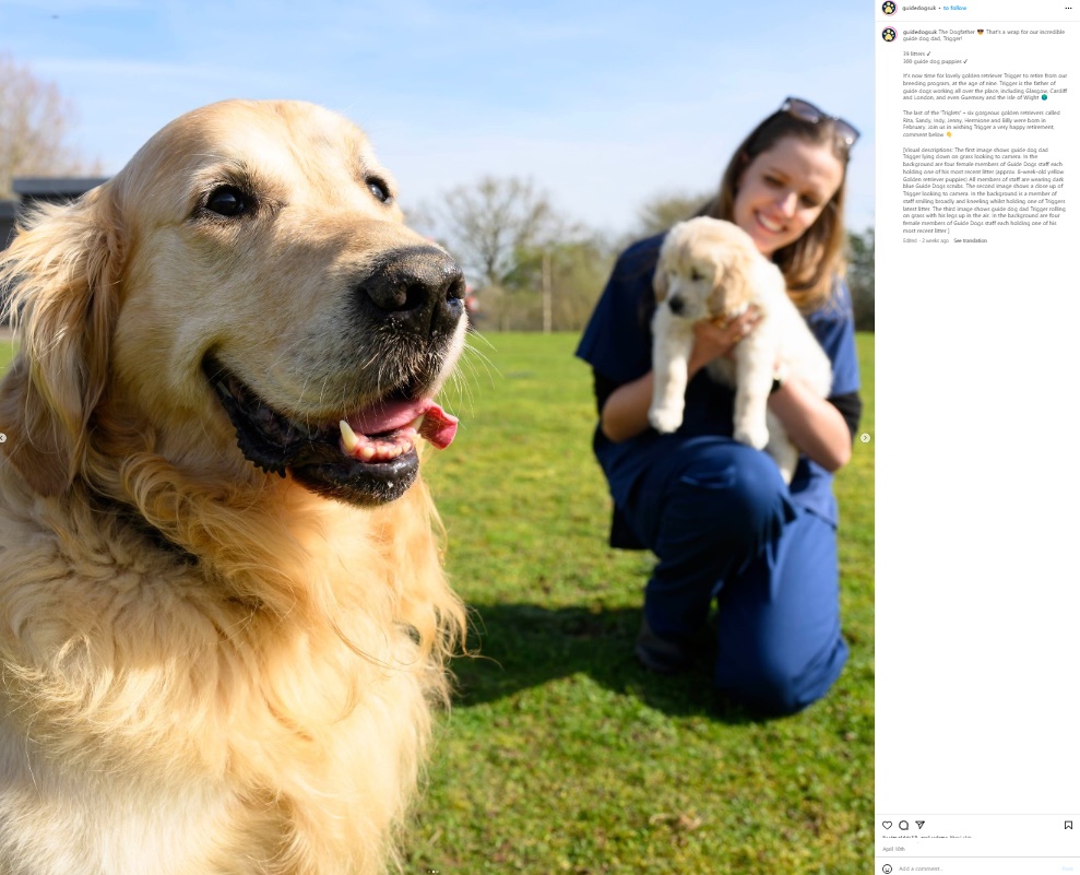 英国盲導犬協会「ガイド・ドッグス（Guide Dogs）」の繁殖プログラムを通し、“繁殖犬”として323匹の父犬になった雄のゴールデン・レトリバー。今月に引退することが明らかになった（『Guide Dogs　Instagram「The Dogfather」』より）