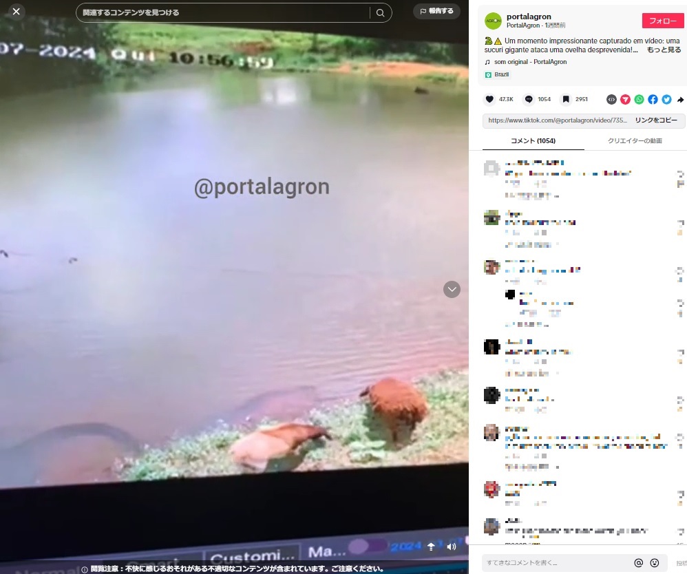 ブラジルのパンタナルで先月7日に撮影された川沿いの様子。草を食べ、川に潜むアナコンダに全く気付かない羊たち（『PortalAgron　TikTok「Um momento impressionante capturado em vídeo」』より）