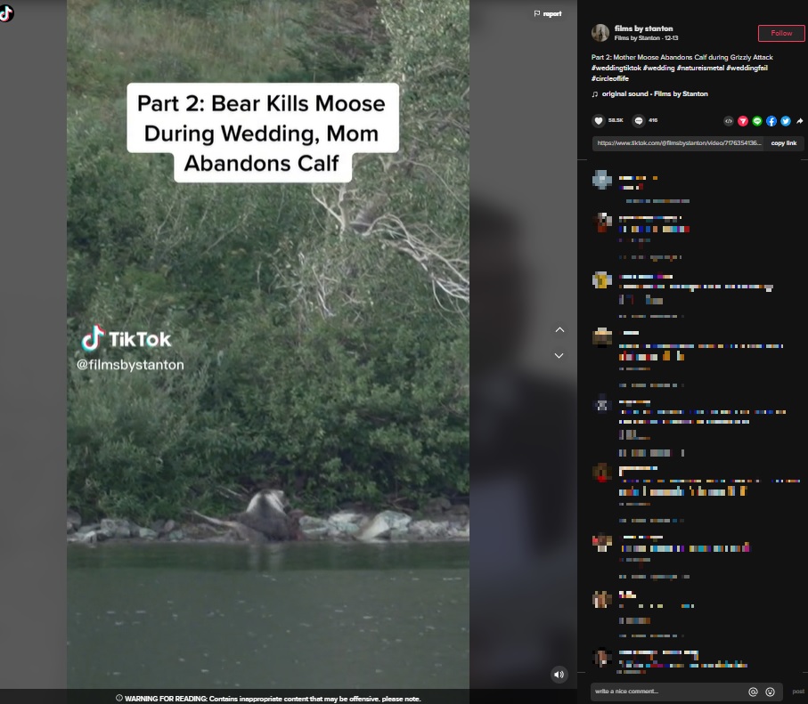 米モンタナ州の国立公園の湖岸で2022年8月、巨大なハイイログマがヘラジカを仕留める姿が捉えられた（『Films by Stanton　TikTok「Part 2: Mother Moose Abandons Calf during Grizzly Attack」』より）
