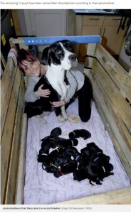 英国の自治保護領・マン島で2019年11月、グレート・デーンとアメリカン・ブルドッグのミックス犬が自然分娩で21匹の赤ちゃんを出産した（『Daily Record　「Dog gives birth to staggering litter of 21 puppies in 'world record'」（Image: IOM Newspapers / SWNS）』より）