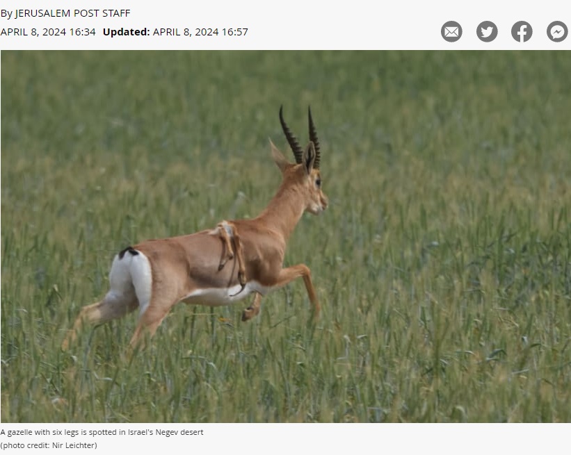 この個体はネゲヴ砂漠北西部のキスフィーム（Kissufim）で2021年に誕生し、生き延びてきた雄であることが判明。中東のマウンテンガゼルではこれが最初の多肢症のケースだという（『The Jerusalem Post　「First of its kind: Six-legged gazelle spotted in Israel’s western Negev」（photo credit: Nir Leichter）』より）