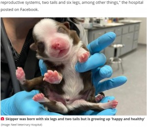 米オクラホマ州の民家で2021年2月、6本の脚と2本の尻尾を持った子犬が誕生した。母犬には見放されてしまったものの、飼い主が哺乳瓶でミルクを与えて元気に育っているという（『Daily Star　「Miracle puppy born with six legs and two tails in world first is ‘happy and healthy’」（Image: Neel Veterinary Hospital）』より）