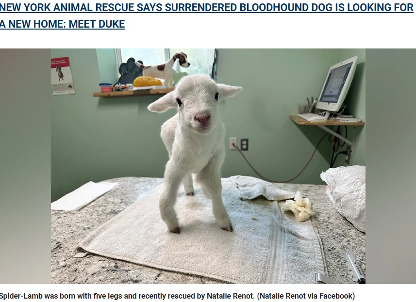 米ミシシッピ州の農場で誕生した5本脚の子羊。胃の中にウジが湧いていて命の危険もあったが、保護されてなんとか歩けるまでに（『Fox News　「Five-legged lamb gets second chance after Mississippi woman opens home and heart for rehabilitation」（Natalie Renot via Facebook）』より）