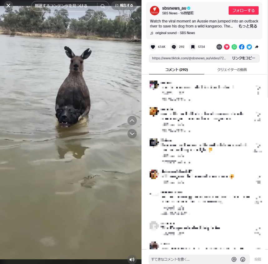 2023年10月、豪ビクトリア州の川沿いで愛犬と散歩していた男性が、野生のカンガルーに遭遇。そのカンガルーは、男性の愛犬を溺れさせるように水の中で押さえつけていたという（『SBS News　TikTok「Watch the viral moment an Aussie m（『SBS News　TikTok「Watch the viral moment an Aussie man jumped into an outback river to save his dog from a wild kangaroo.」』より）