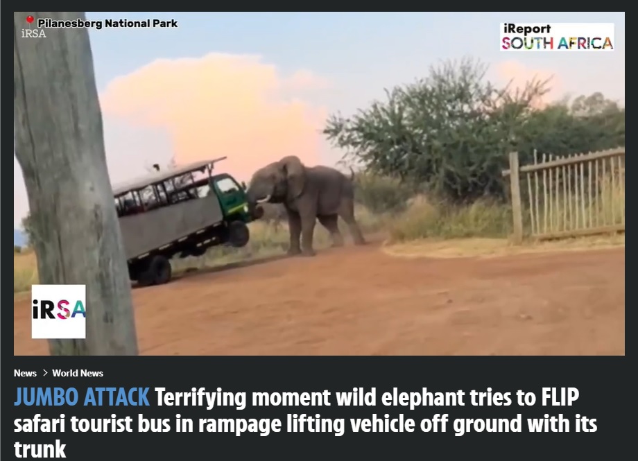 南アフリカのピラネスバーグ国立公園で、雄ゾウがサファリトラックを攻撃する瞬間が捉えられた。今年3月に投稿された動画が拡散すると、「トラックが野生動物に近づきすぎたからだ」という非難の声があがっていた（『The Sun　「JUMBO ATTACK Terrifying moment wild elephant tries to FLIP safari tourist bus in rampage lifting vehicle off ground with its trunk」（Credit: IRSA）』より）