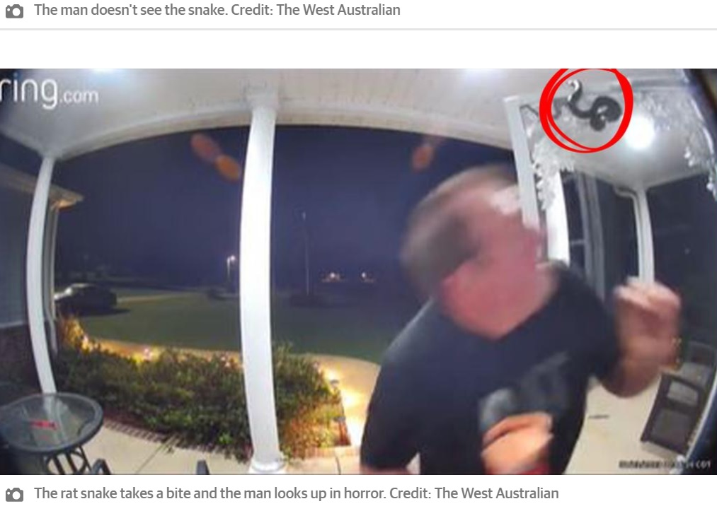 米ミシシッピ州在住の男性は2023年7月、夜間に帰宅して玄関ドアを開けようとした瞬間、ヘビに襲われていた（『PerthNow　「See the hilarious moment unsuspecting dad takes a tumble after being bitten on the head by rat snake」（Credit: The West Australian）』より）