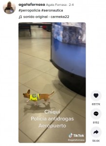 コロンビアの空港で活躍する小さなチワワ。2022年、麻薬探知犬として活躍する姿が話題になった（『Agata Fornasa　TikTok「＃perropolicia ＃aeronautica」』より）