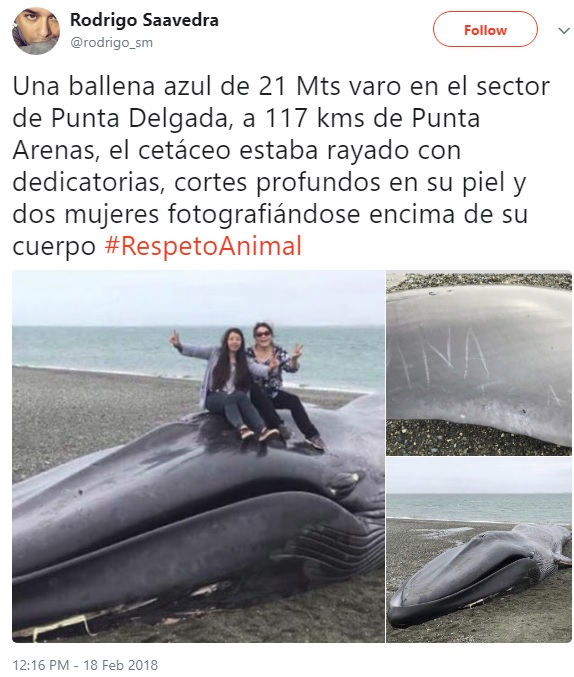 2018年、チリのビーチにシロナガスクジラの死骸が流れ着いた。その死んだクジラに「愛してるよ」と落書きをして、Vサインで写真撮影をした人がいた（『Rodrigo Saavedra　X「Una ballena azul de 21 Mts varo en el sector de Punta Delgada,」』より）