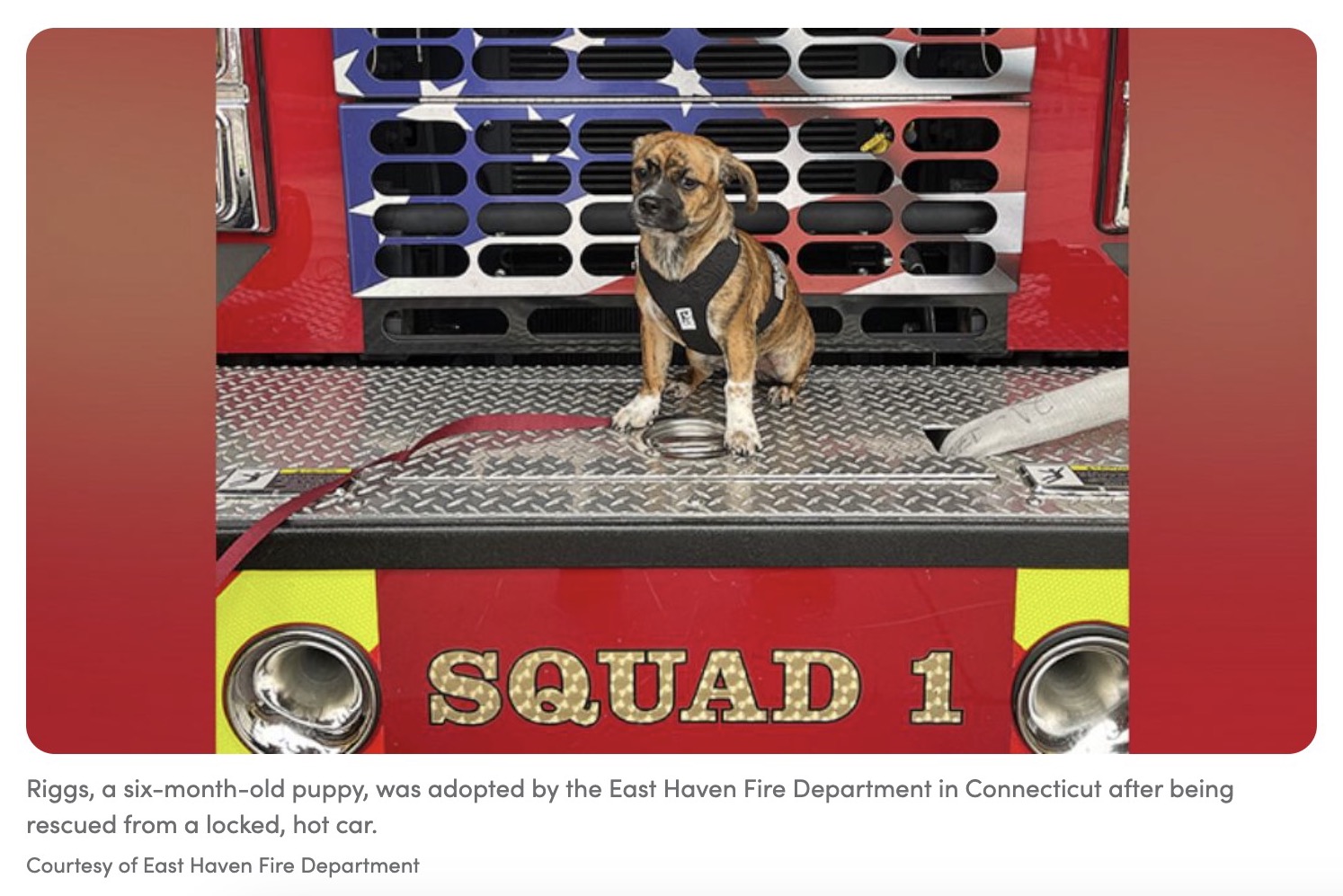米コネチカット州で2023年8月、50度の車内に置き去りにされた子犬。その後、消防署のサポート犬として迎えられたという（『Good Morning America　「Fire department adopts puppy who was rescued from locked, hot car」（Courtesy of East Haven Fire Department）』より）