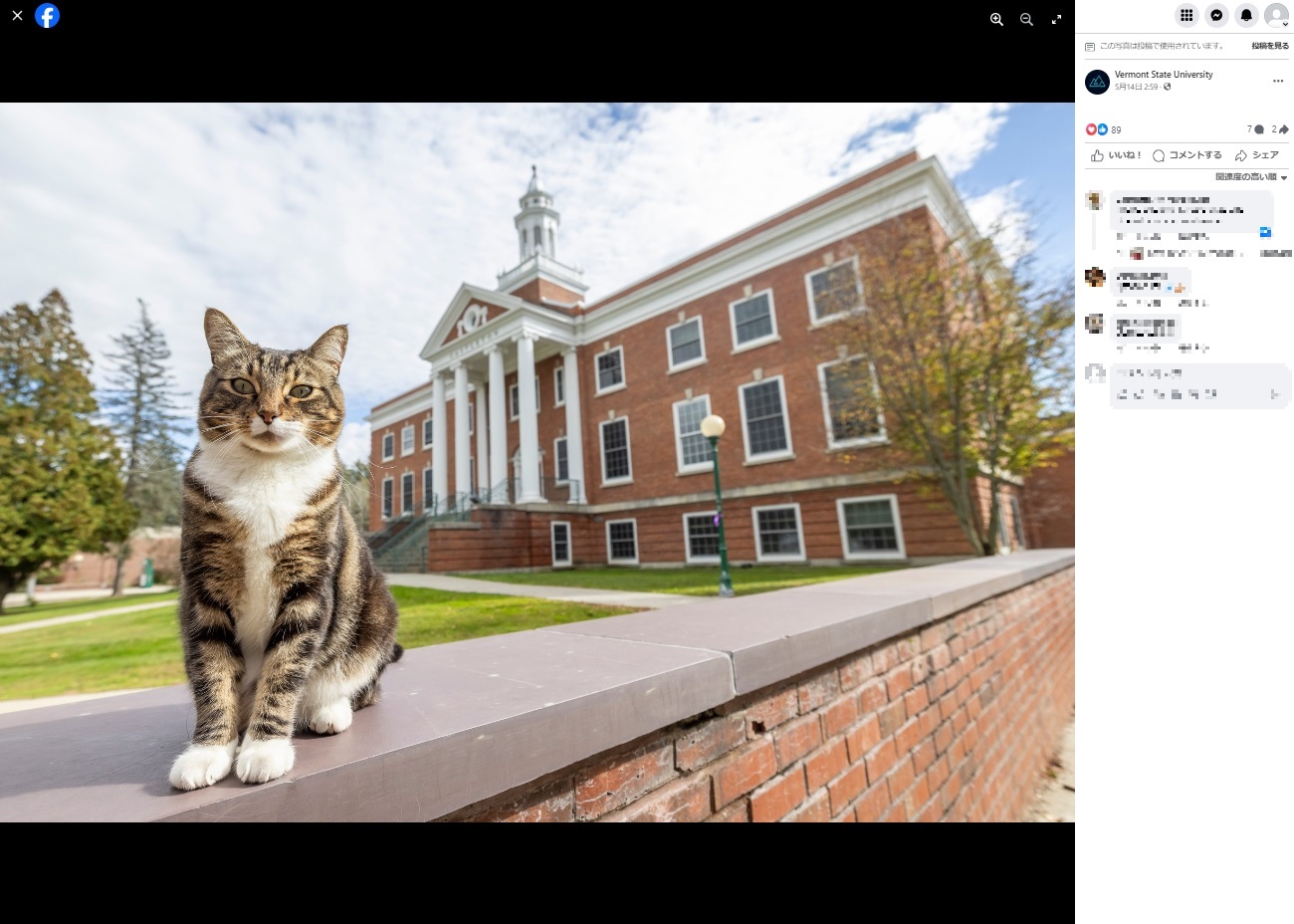 正門近くの民家で飼われている猫は、4～5年前から大学のキャンパスを頻繁に訪れ、学生たちとの交流を始めたそうだ（『Vermont State University　Facebook「Commencement is this weekend!」』より）