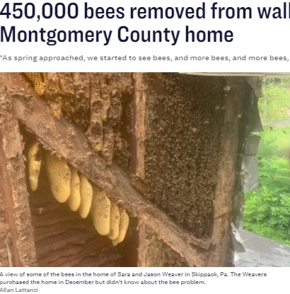 米ペンシルベニア州にある家の壁の中から2021年、約45万匹のハチが発見され駆除されていた（『Inquirer.com　「450,000 bees removed from walls of Montgomery County home」（Allan Lattanzi）』より）