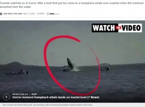 メキシコで2022年5月、ザトウクジラが海面ではなくホエールウォッチング中のボートの上に落ち、4人が重軽傷を負った（『news.com.au　「Terrifying moment passengers watch on as whale lands on boat」』より）
