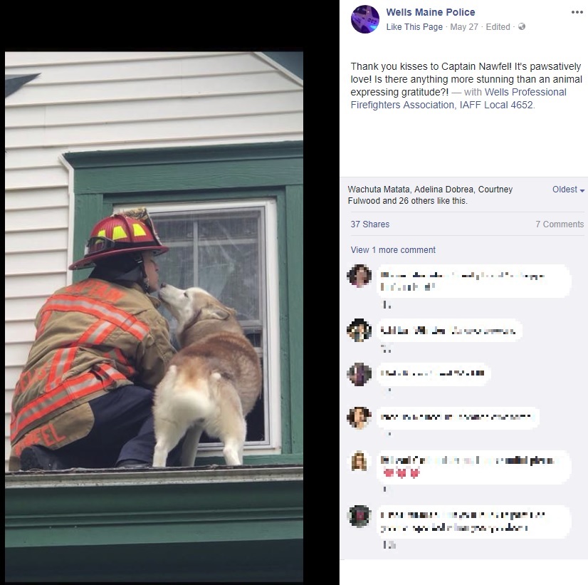 米メイン州の住宅街で2018年5月、屋根に上ったまま降りることができずにいたハスキー犬。救助にやってきた消防隊員にお礼のキスをしていた（『Wells Maine Police　Facebook「Thank you kisses to Captain Nawfel!」』より）