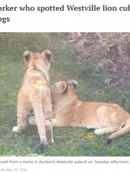 【海外発！Breaking News】「犬だと思っていた」近所の動物、実はライオンの赤ちゃんだった（南ア）