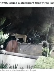 【海外発！Breaking News】塀を飛び越え、飼い犬を連れ去る雌ライオン　飼い主は「為す術がなかった」（ケニア）＜動画あり＞