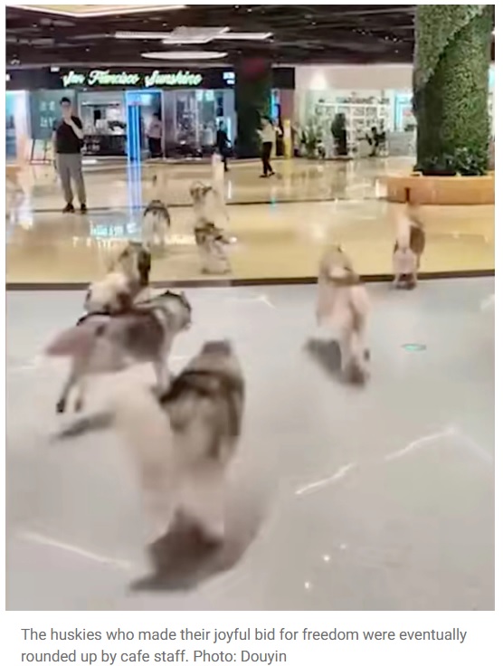 中国のペットカフェで先月、約100頭のハスキー犬が脱走。併設されていたショッピングモール内に逃げ出すアクシデントが発生した（『South China Morning Post　「The great escape: 100 huskies run amok in China shopping centre after dog cafe door left open」（Photo: Douyin）』より）