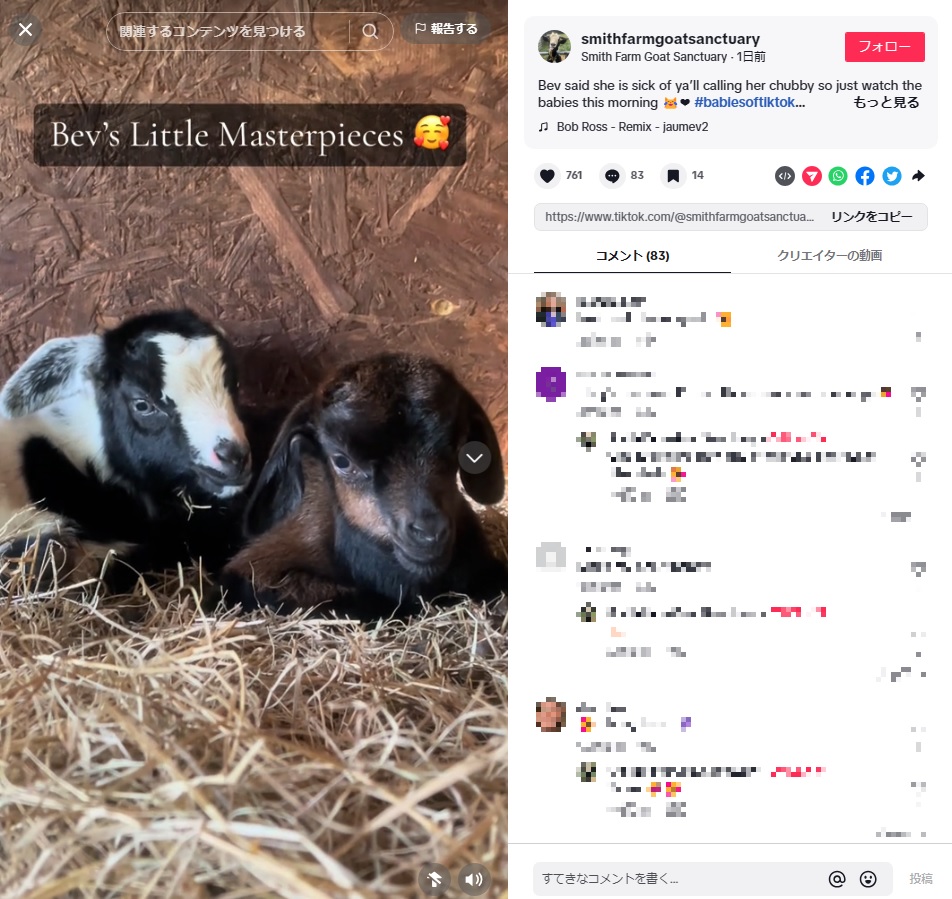 双子の子ヤギは、ビバリーに見守られながら元気に成長している（『Smith Farm Goat Sanctuary　TikTok「Bev said she is sick of ya’ll calling her chubby so just watch the babies this morning」』より）