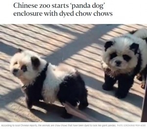 パンダ犬に対しては「新種の動物なの？」「本当にパンダなの？」と混乱する人もいたようだが、実はぬいぐるみのようなモコモコの被毛を持つ中国原産の「チャウチャウ」だった（『The Straits Times　「Chinese zoo starts ‘panda dog’ enclosure with dyed chow chows」（PHOTO: SCREENGRAB FROM WEIBO）』より）