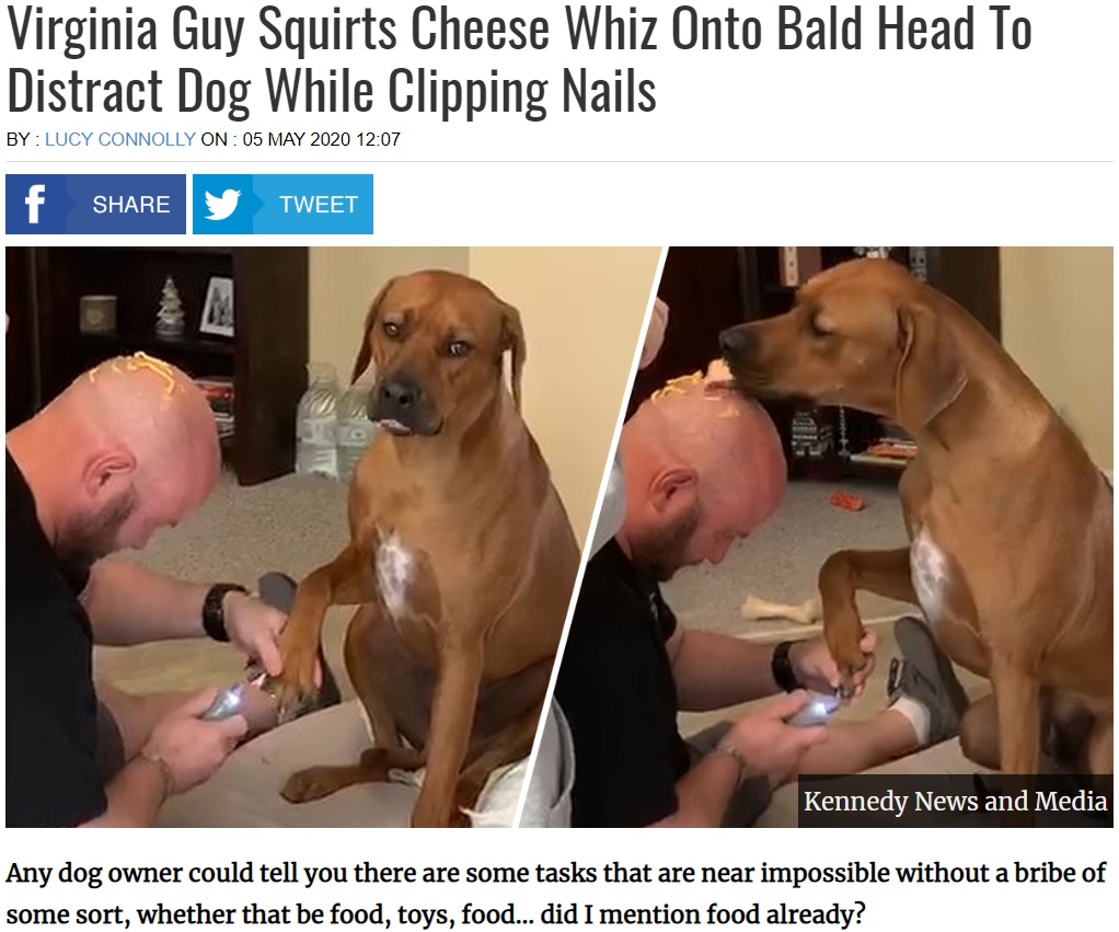 米バージニア州のある家で飼われている犬は爪切りを嫌がっていた。そこで飼い主が自らの頭にチーズを載せたところ、犬の気をそらして爪を切ることに成功していた（『UNILAD　「Virginia Guy Squirts Cheese Whiz Onto Bald Head To Distract Dog While Clipping Nails」（Kennedy News and Media）』より）