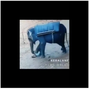 ゾウはバラクリシュナンさんの頭を鼻で押さえつけ、両前足で何度も踏みつけていた（『Free Press Journal　「Horrifying VIDEO: Elephant Mercilessly Tramples Mahout To Death At Safari Centre In Kerala’s Kallar」』より）
