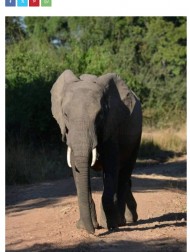【海外発！Breaking News】サファリツアーに参加した米国人観光客、ゾウに襲われ死亡　ザンビアで今年2度目の襲撃