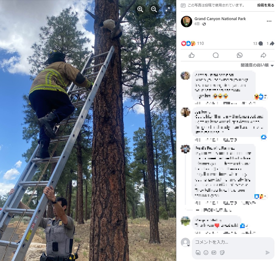 松の木の上で奇妙な体勢のままジッと動かなかった猫。消防隊員が駆けつけ、ハシゴを使って救助した（『Grand Canyon National Park　Facebook「Update （6/21 at 7 pm）: Owners have been located.」』より）