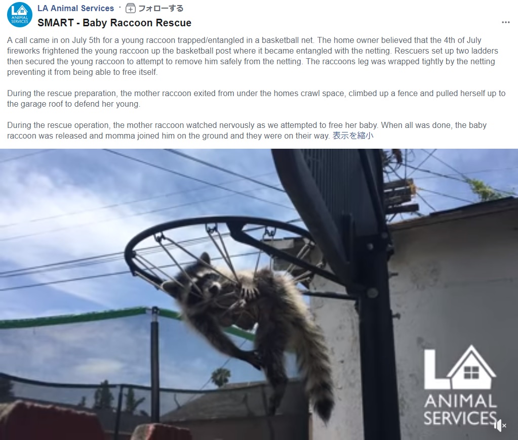 米ロサンゼルスの住宅街で2019年、アライグマがバスケットゴールに絡まった。レスキュー隊員が駆けつけ、救出にあたっていた（『LA Animal Services　Facebook「SMART - Baby Raccoon Rescue」』より）