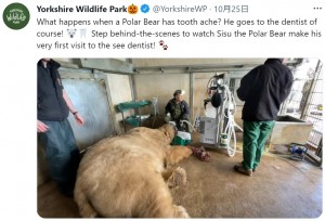 英サウス・ヨークシャー州のサファリパークで2021年、シロクマが虫歯になり、動物専門歯科医の治療を受けていた（『Yorkshire Wildlife Park　X「What happens when a Polar Bear has tooth ache?」』より）