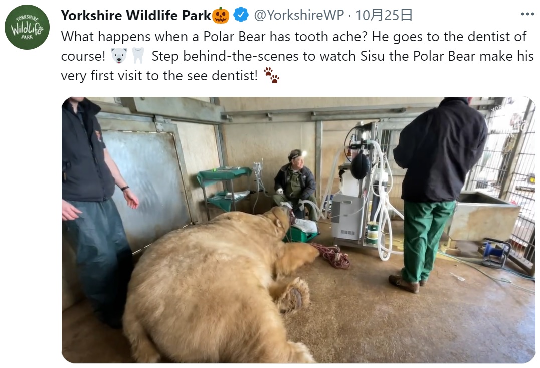 英サウス・ヨークシャー州のサファリパークで2021年、シロクマが虫歯になり、動物専門歯科医の治療を受けていた（『Yorkshire Wildlife Park　X「What happens when a Polar Bear has tooth ache?」』より）