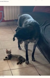 クレオは当初、やんちゃで元気すぎる子猫を警戒していたものの、次第にお茶目で愛らしいグルートに心を許すようになり、2匹の間には固い絆が生まれたそうだ（『The Dodo　「Cat’s Reaction To Photo Of Dog Leaves Family In Tears」（ASYA CUTRINO）』より）