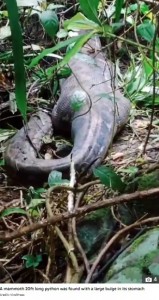 地元の人々と共に近くの森の捜索を開始したノニさんは翌7日に、腹部が異様に膨れた全長約6メートルのニシキヘビを見つけ出した（『The Sun　「SNAKE HORROR Horrifying moment missing mum is found EATEN ALIVE by giant python as locals forced to cut her out of snake’s belly」（Credit: ViralPress）』より）