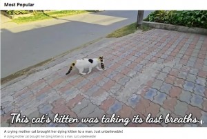 パキスタンの非営利団体が2023年12月、YouTubeに団体スタッフと野良猫のやり取りを捉えた動画を公開。猫に餌をやったところ、意識がない赤ちゃんを連れてきたという（『Adorable Paws　Facebook「A crying mother cat brought her dying kitten to a man. Just unbelieveble!」』より）