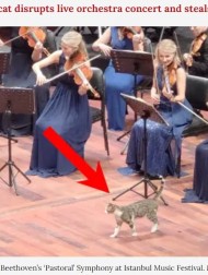 【海外発！Breaking News】オーケストラの演奏中、ステージに現れた猫　会場全員の心を鷲掴み（トルコ）＜動画あり＞