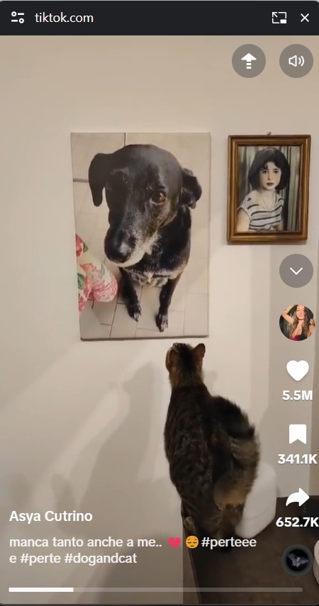 壁に大好きだった相棒犬の写真が飾られているのに気付いた猫。この後の行動に、飼い主は号泣したという（『Asya Cutrino　TikTok「manca tanto anche a me..」』より）