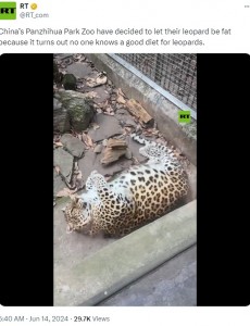 ヒョウは毎日1.3キロ（3ポンド）の牛肉を食べていたほか、時には鶏肉やウサギ肉も与えられており、動物園では減量に取り組んでいた（『RT　X「China’s Panzhihua Park Zoo have decided to let their leopard be fat because it turns out no one knows a good diet for leopards」』より）