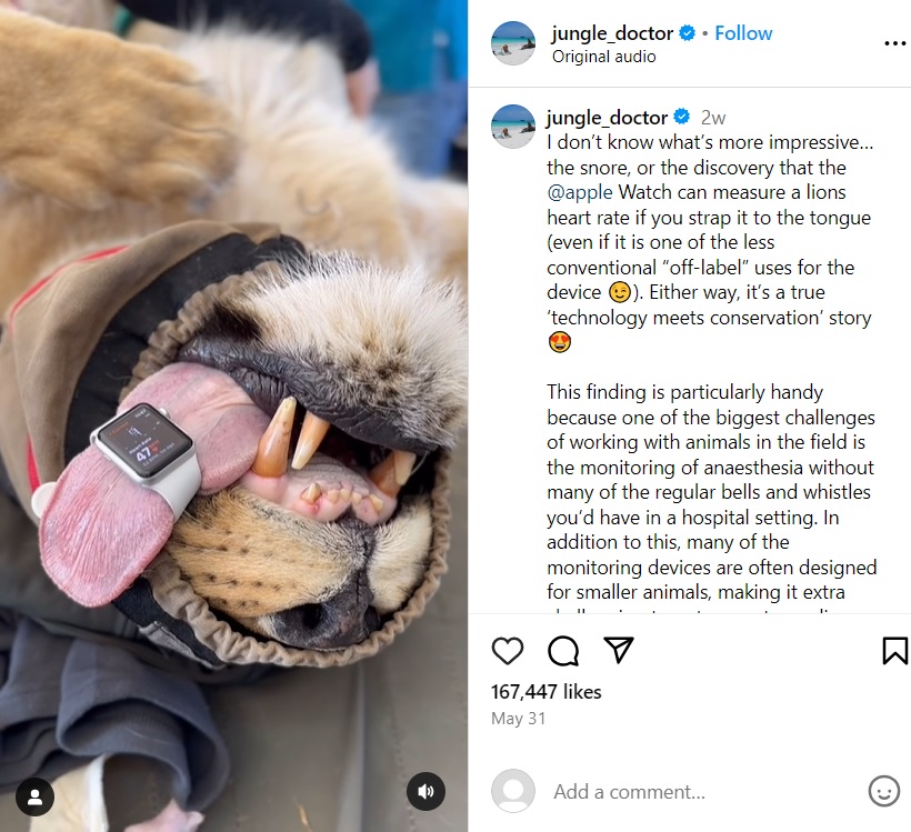 麻酔をかけられて眠っているライオンの舌には、心拍を測定するためにApple Watchが巻かれていた（『Dr Chloe Buiting | Wildlife Vet　Instagram「I don’t know what’s more impressive…」』より）