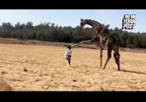 キリンはゆっくりとムシーワさんに近づくと、長い脚を伸ばして一蹴り。ムシーワさんを一瞬で押し倒した（『New York Post　YouTube「WATCH: Woman gets a little too close to giraffe in South Africa」』より）