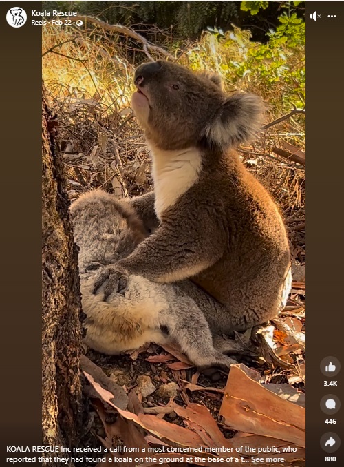 豪アデレード郊外で撮影された2頭のコアラ。雌は木の根元の地面の上で動かず、雄はその体の上に両手を載せ、死を悼んでいるようだった（『Koala Rescue　Facebook「KOALA RESCUE Inc received a call from a most concerned member of the public」』より）