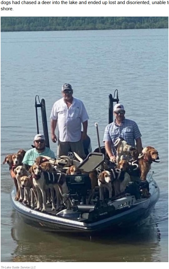 数十頭の犬が懸命に泳ぐ光景を目の当たりにした男性3人は、1匹ずつボートに乗せて救出することに（『Sunny Skyz　「Fishermen Save 38 Dogs From Drowning In Mississippi’s Grenada Lake」（Tri-Lake Guide Service LLC）』より）