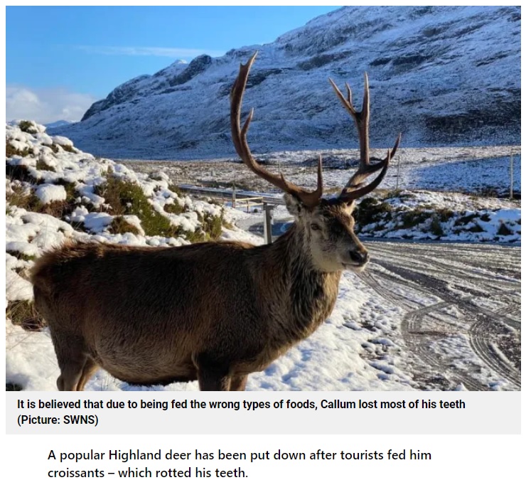 スコットランドのハイランド地方で、観光客からクロワッサンなど不適切な食べものをもらっていたアカシカ（『Metro　「Selfish tourists are to blame for death of ‘legendary’ stag」（Picture: SWNS）』より）