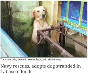 メキシコで2020年11月、大規模な洪水被害で逃げ遅れた1匹の野良犬が水に浸かったまま立ち往生していた。涙目で怯えた様子の犬が海軍により救出されるシーンを捉えた動画に、多くの人が胸を打たれていた（『Mexico News Daily　「Navy rescues, adopts dog stranded in Tabasco floods」』より）