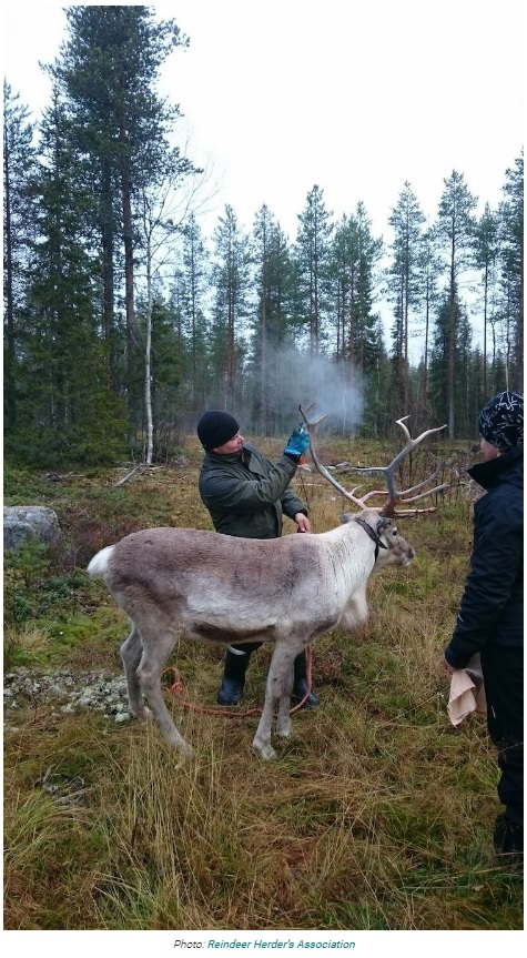 車との接触事故で年間4000頭ものトナカイが犠牲となっているフィンランド。事故を減らすために対策が練られた（『Hasan Jasim　「Finland Is Covering Reindeer Antlers With Reflective Paint To Prevent Auto Accidents」（Photo: Reindeer Herder’s Association）』より）
