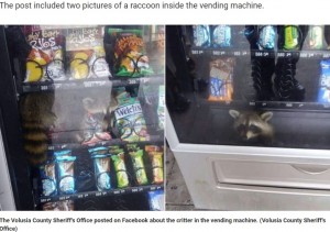 米フロリダ州の高校で2019年、アライグマが自動販売機に入り込んでしまった。保安官らに救出されたという（『Fox News　「SEE THE VIDEO: Florida deputies rescue raccoon from vending machine」（Volusia County Sheriff’s Office）』より）