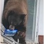 【海外発！Breaking News】民家に侵入しクッキーを袋ごと盗む　クマの大胆な行動に住民困惑（米）＜動画あり＞