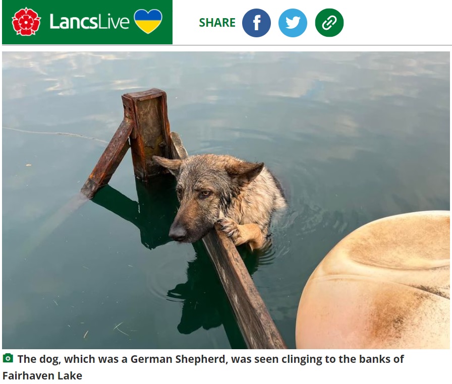 イギリスの湖で2022年3月、犬が水に浸かったまま動けなくなっていたのを通行人が発見した。リードが絡まり、一晩中助けを待っていたようだ（『LancsLive　「Dog clings to bank of Lytham lake after being stuck in water overnight」』より）