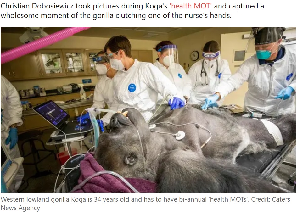 米ニューヨーク州のバッファロー動物園で飼育されているニシローランドゴリラが2022年、健康診断を受けた。その最中、看護師の手を握っていたという（『LADbible　「Gorilla clutches nurse’s hand as he undergoes health check」（Credit: Caters News Agency）』より）
